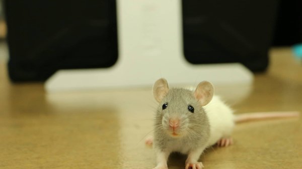 Deux façons de prendre le contrôle sur les nuisibles à Brest