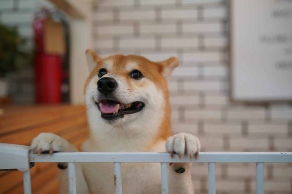 Chiot shiba inu : Les avantages d'en adopter